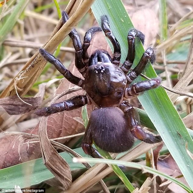 The spiders are most active during the day - as opposed to many other arachnids which are night-time creatures