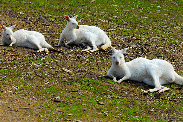 White Albino Australian Western Grey Kangaroos in Natural Settin