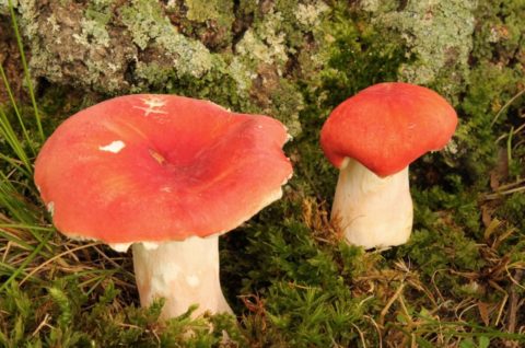 mushroom 蘑菇