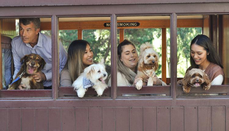 圖/Puffing Billy Railway