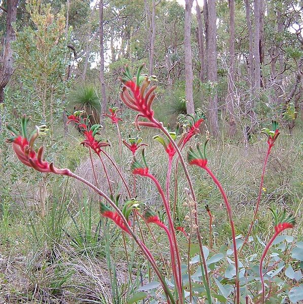 红绿袋鼠爪花，Red and Green Kangaroo Paw