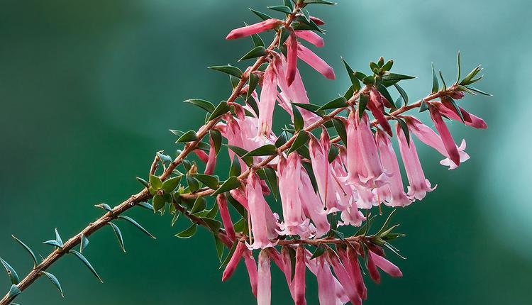 粉紅石楠，Pink Heath