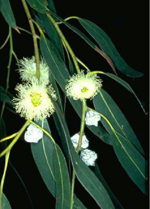 塔斯马尼亚蓝桉，Tasmanian Blue Gum