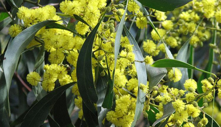 金合歡，Wattle