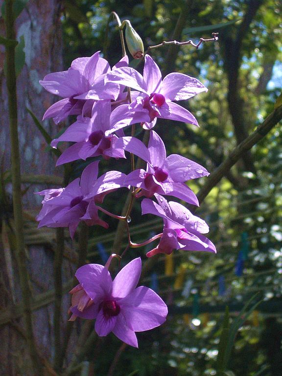 庫克鎮蘭花，Cooktown Orchid