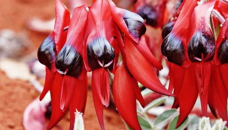 耀眼豆，Sturt's Desert Pea