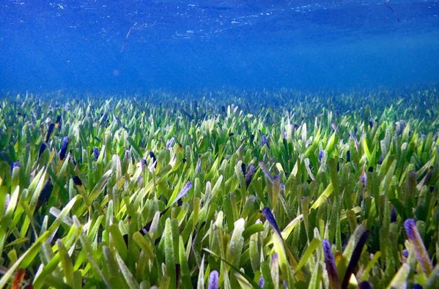 Posidonia australis