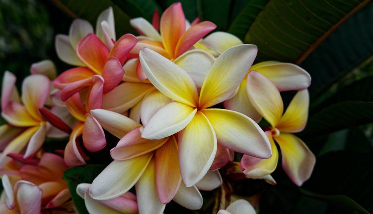 Frangipani,鸡蛋花,缅栀,印度素馨