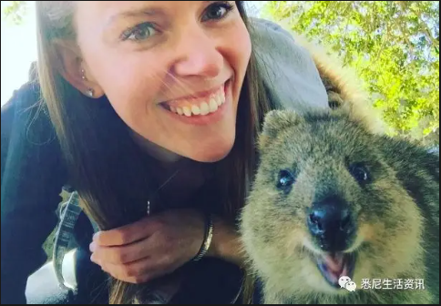 悉尼這些地方可偶遇小動物，比動物園好玩100倍！99%的人都不知道！