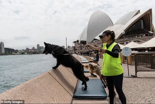 海鷗巡邏犬