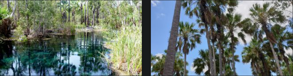 Mataranka Hot Spring