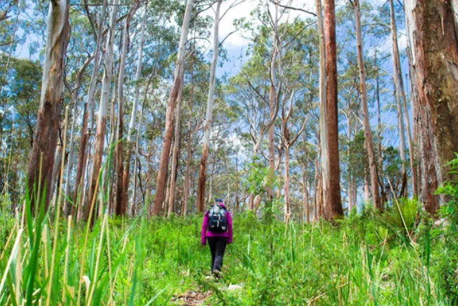 Blue Gum Walk