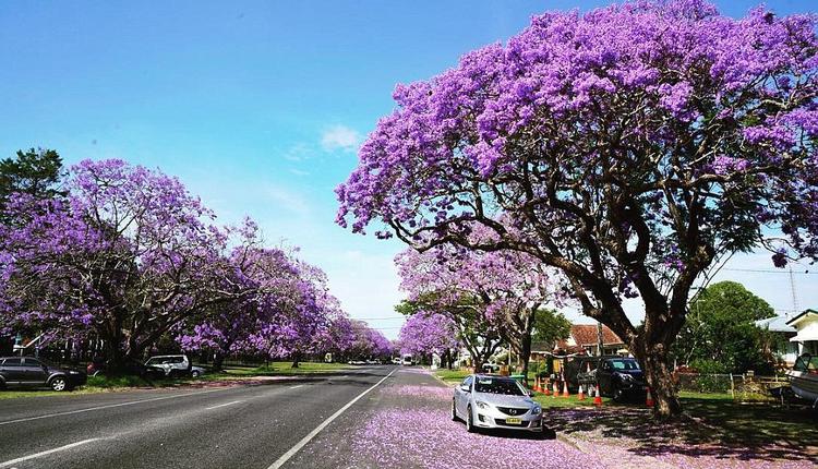 Lavender Bay，蓝花楹