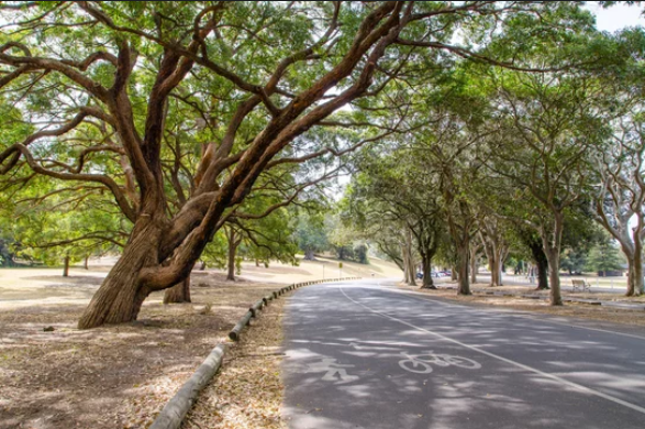 Centennial Park Cycleways