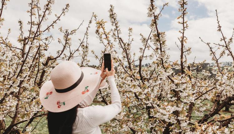 CherryHill Orchards