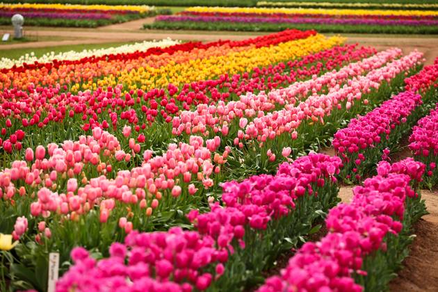 Tesselaar Tulip Festival